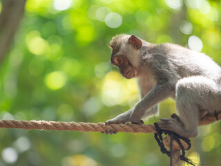 Walking on a tightrope