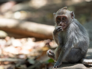 Macaque eating fruit