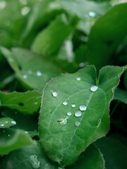 Big green leaves with water droplets on them