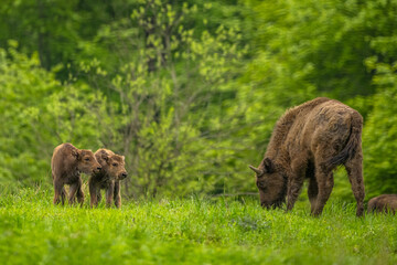 European Bison (Wisent) /Bison bonasus/ The Bieszczady Mts., Carpathians, Poland.