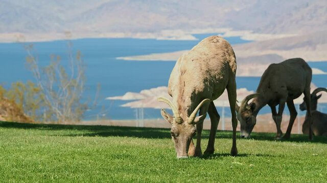 Many big horn sheep at Hemenway Park