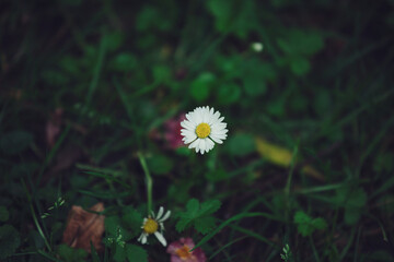 White chamomile on a dark background. close-up. floral background. Vintage toned photographs.