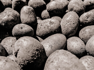 Texture of natural black and white beautiful ripe tasty healthy starchy potatoes fresh in the ground. The background