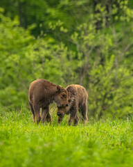 European Bison (Wisent) /Bison bonasus/ The Bieszczady Mts., Carpathians, Poland. © Szymon Bartosz