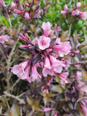 close up view of beautiful weigela Florida Alexandra branch with dark maroon leaves