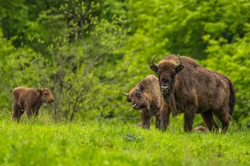 Keuken spatwand met foto European Bison (Wisent) /Bison bonasus/ The Bieszczady Mts., Carpathians, Poland. © Szymon Bartosz