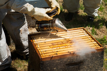 beekeeper blowing smoke over a hive to calm the bees