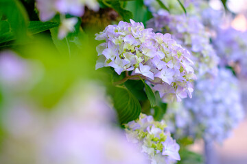 雨上がり、庭の紫陽花には雨粒が残る。梅雨の時期の楽しみ。青色の紫陽花の花言葉は辛抱強い愛情
