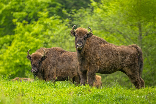 European Bison (Wisent) /Bison bonasus/ The Bieszczady Mts., Carpathians, Poland.