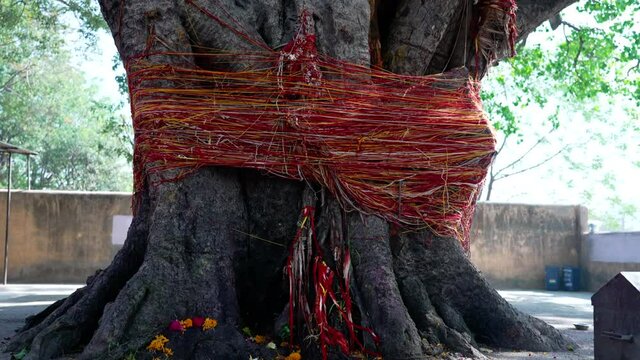 Indian culture worship Ficus religiosa or sacred fig or Peepal tree, appleprores422, Cinetone. High quality 4k footage