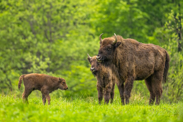 European Bison (Wisent) /Bison bonasus/ The Bieszczady Mts., Carpathians, Poland.