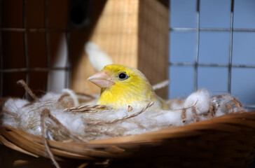 Female yellow canary sitting in a nest on eggs in cage. Close up of exotic bird, selective focus
