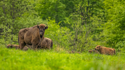 European Bison (Wisent) /Bison bonasus/ The Bieszczady Mts., Carpathians, Poland.
