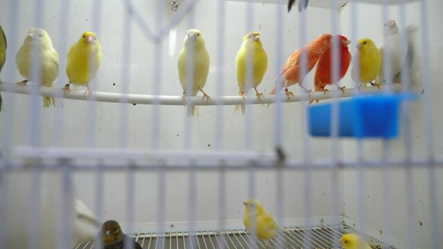 Four canary birds sitting in a branch. High quality 4k footage