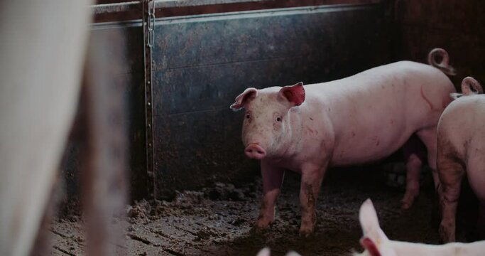 Pigs at Livestock Farm Pork Production Piglet Breeding
