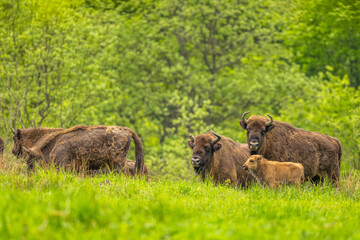 Fototapeta premium European Bison (Wisent) /Bison bonasus/ The Bieszczady Mts., Carpathians, Poland.