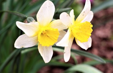 yellow and white flowers summer garden