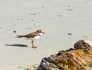 A Semi-palmated Plover (Charadrius semipalmatus) wintering on the Isla Caja de Muertos in the Caribbean Sea, south of Ponce, Puerto Rico, USA.  Closeup.  Copy space.