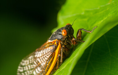 Brood X adult cicada