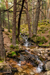 Riachuello del valle de la barranca