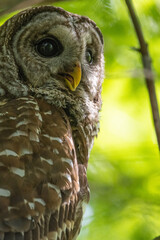 Barred owl 