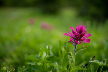 Pink Paintbrush Bloom with Copy Space to Left