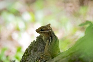 Obraz premium Eastern Chipmunk