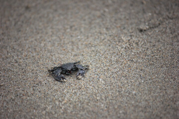 Small crab on the Oregon coast