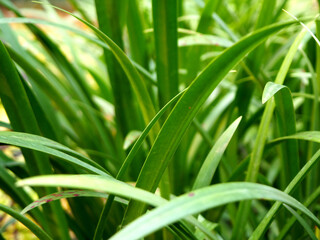 Picture of plants at the garden, can be used for wallpaper or background.