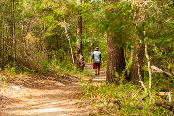 Naklejka na ściany i meble Rear View of Man Walking Along Forest Trail. Tourist Walking in National Park in Australia