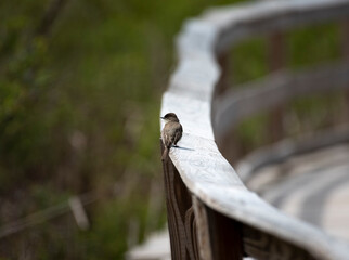 Eastern Phoebe