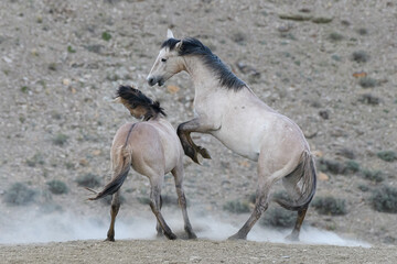 Obraz na płótnie Canvas Wild Mustang Horses in Colorado