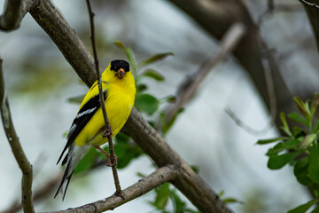 American Goldfinch