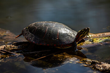 Painted Turtle