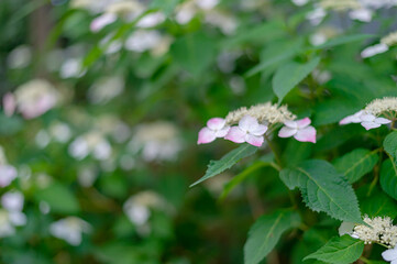 東京都新宿区の繁華街に咲く紫陽花