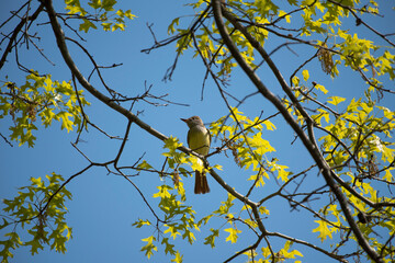 Great Crested Flycatcher