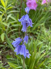 blue iris flower