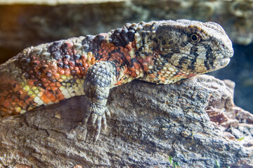 The Chinese crocodile lizard (Shinisaurus crocodilurus) is a semiaquatic lizard found only in cool forests in southern China and northern Vietnam. 