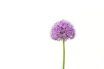 Summer Beauty Ornamental Chives Purple Flower Isolated on White - obrazy, fototapety, plakaty