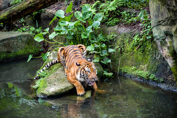 The Malayan tiger in the water, it is a tiger from a specific population of the Panthera tigris tigris subspecies that is native to Peninsular Malaysia - obrazy, fototapety, plakaty