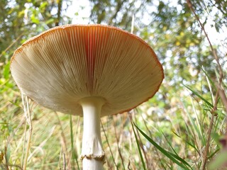 mushroom in the grass