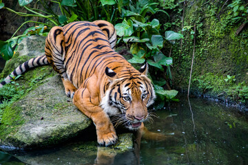 The Malayan tiger in the water, it is a tiger from a specific population of the Panthera tigris tigris subspecies that is native to Peninsular Malaysia - obrazy, fototapety, plakaty