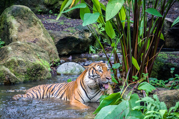 The Malayan tiger in the water, it is a tiger from a specific population of the Panthera tigris...