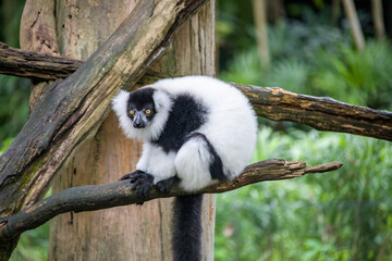 The lazy black-and-white ruffed lemur (Varecia variegata). An endangered species of ruffed lemur, one of two which are endemic to the island of Madagascar. It is known for its loud, raucous calls. © Danny Ye