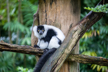 The lazy black-and-white ruffed lemur (Varecia variegata). An endangered species of ruffed lemur, one of two which are endemic to the island of Madagascar.
It is known for its loud, raucous calls.