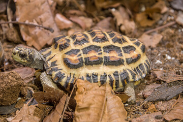 Flat-backed spider tortoise (Pyxis planicauda) is a tortoise that belongs to the family Testudinidae.
It is endemic to the west coast of Madagascar and classified as critically endangered.