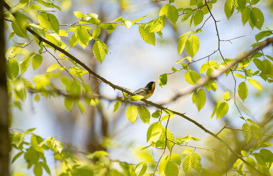 Northern Parula