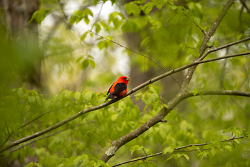 Scarlet Tanager