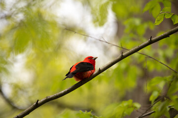 Scarlet Tanager