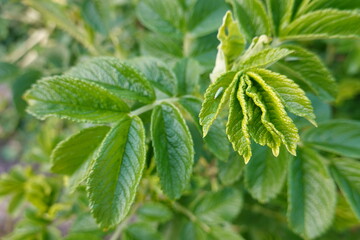 Close-up Rosa rugosa (Rugosa Rose) leaves
